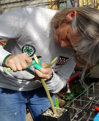 A Tropical HTIRC researcher works on a tree graft.