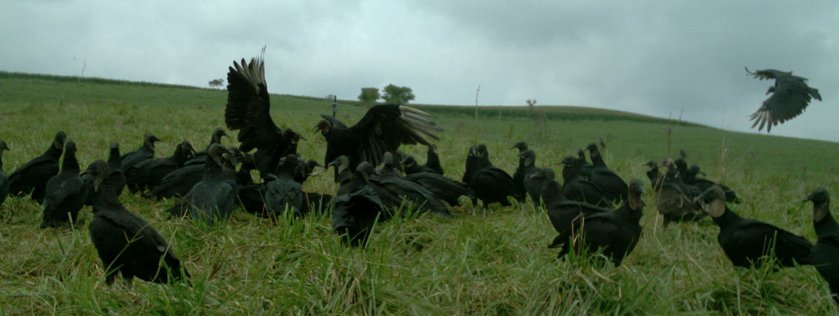 Flock of vultures on ground.