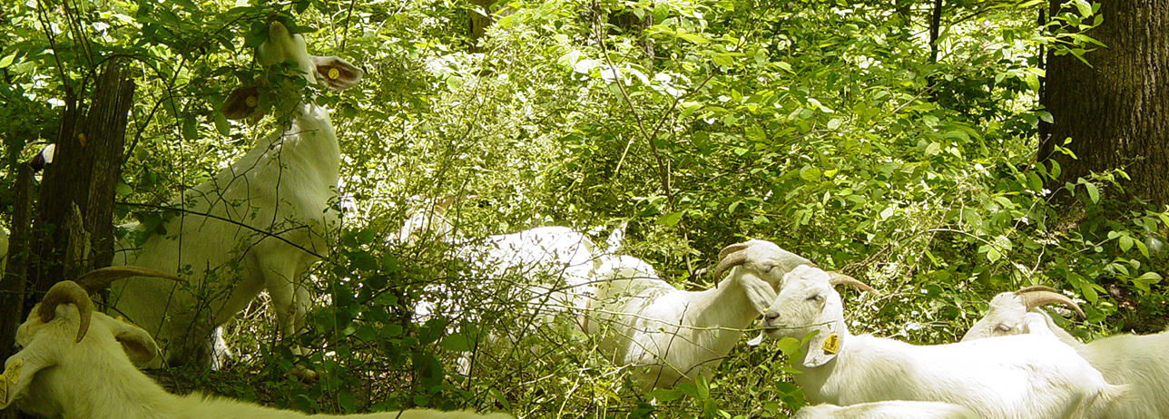 Goats grazing on invasive species overtaking forest ground.