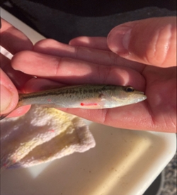 American Fisheries Society students volunteer to stock pond and tag fingerling bass at Columbian Park Zoo, Lafayette.