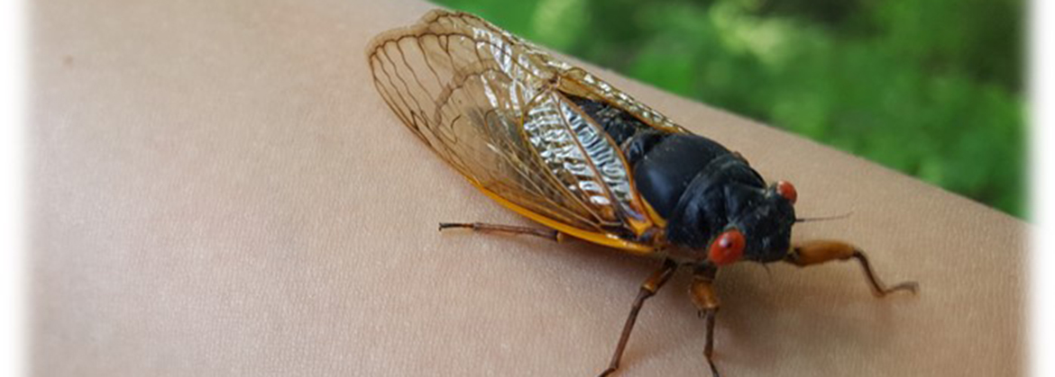 adult periodical cicada