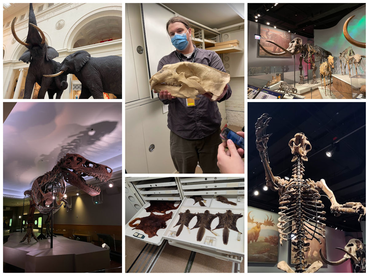 Collage of scenes from the Field Museum, including elephants, a T-Rex, a mastodon, a small-faced bear, flying squirrels and a jaw bone