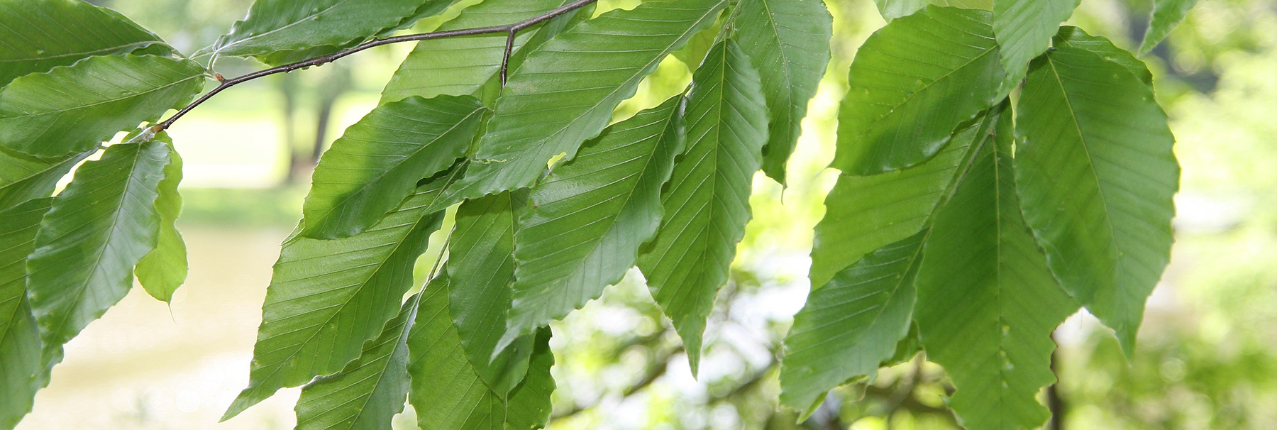 American beech tree leaves