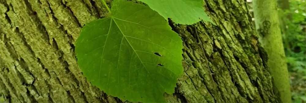 American Basswood leaf and bark