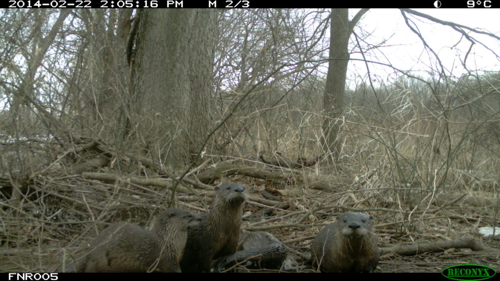 Animal activity caught on wildlife cameras in the woods