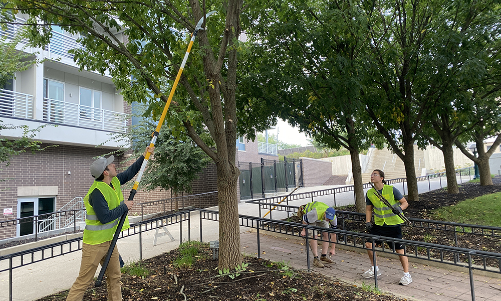 tree pruning demonstration