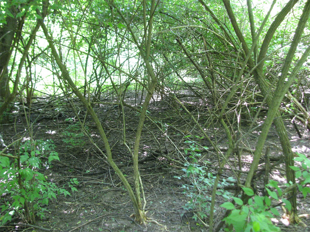 asian bush honeysuckle