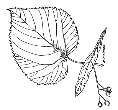 Line drawing of an American basswood leaf and seed cluster