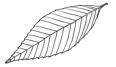 Line drawing of a beech leaf