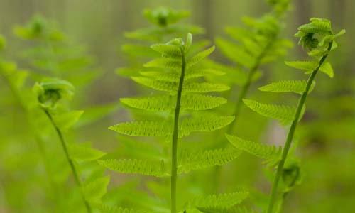 Modification of the Lignin Biosynthetic Pathway in Populus to Improve its Utility as a Bioenergy Crop Mc-Intire Stennis Project, photo of tree leaves.