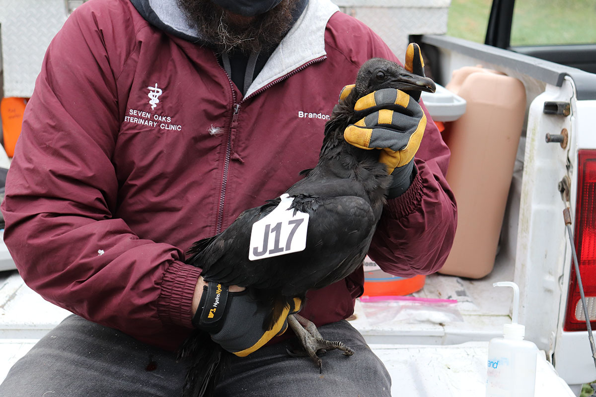 Tagged black vulture