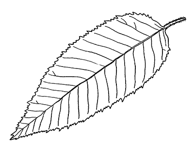 Blue beech leaf line drawing