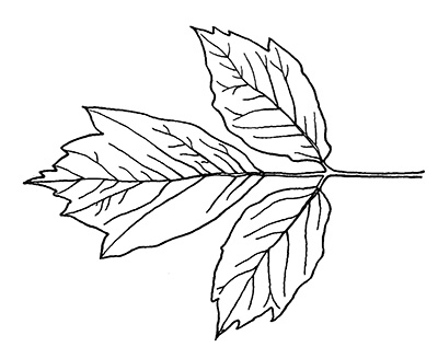 Boxelder leaf line drawing