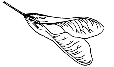 Line drawing of boxelder winged seeds