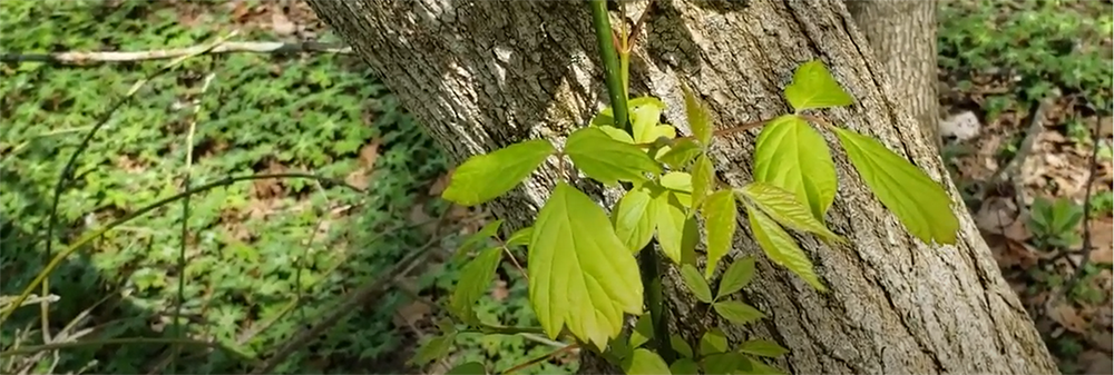Boxelder leaves