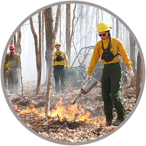 Forest Fire Fighter Manager conducting a prescribed fire in forest.