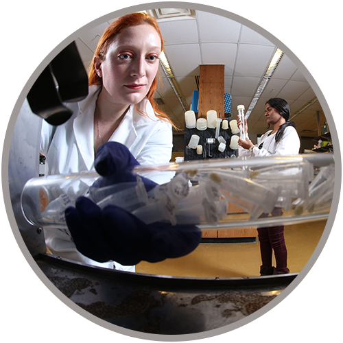 Forester Researcher working in lab.