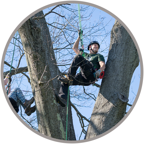 Tree Care Specialist climbing tree with safety ropes.