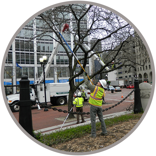 Urban Foresters trimming trees in city.