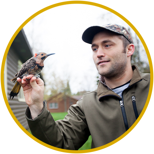Wildlife Manager holding a bird outside.