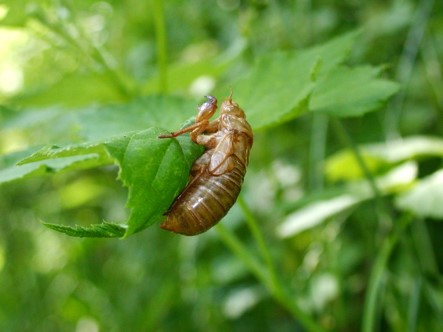 Brood X cicada shell