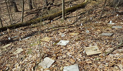 Coverboards on the forest floor at the Hardwood Ecosystem