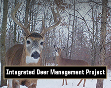Deer in woods with snow, Integrated Deer Management Project.