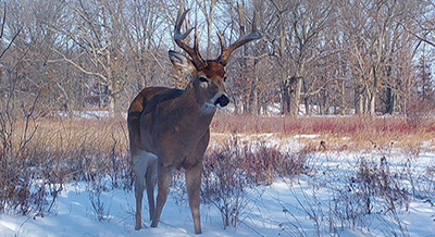 Deer in woods with snow, Dr. Andrew DeWoody DNA wildlife research.