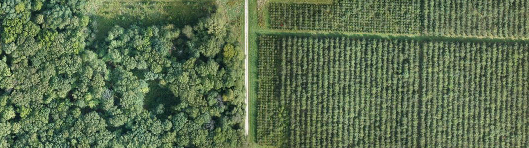 Drone view of forest plantation.
