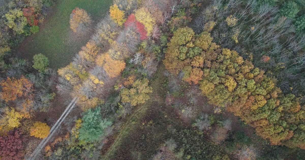 Aerial photo of forest, digital forestry research including remote sensing. 