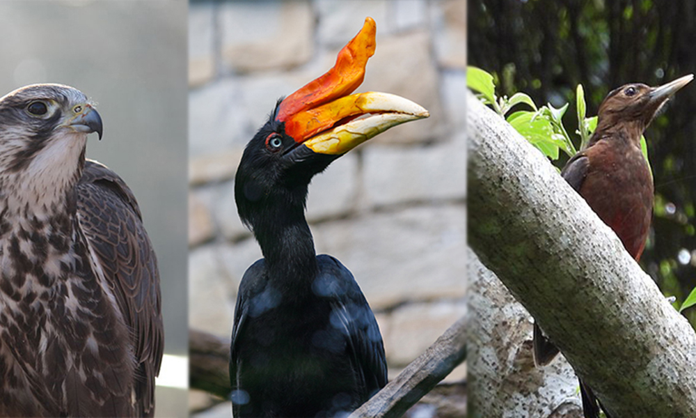 A saker faclon, a rhineceros hornbill and an Okinawa woodpecker