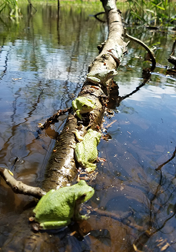 Frogs on log, Aquatic Community Ecology Lab.