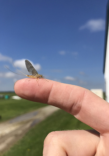 Insect on finger, Aquatic Community Ecology Lab.
