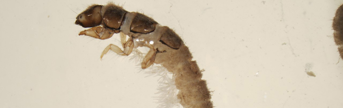 Aquatic specimen under microscope, Aquatic Ecology Research Lab.