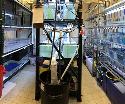 Fish tanks in lab, Aquatic Ecology Research Lab.