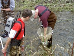 Students in stream getting samples, Aquatic Ecology Research Lab.