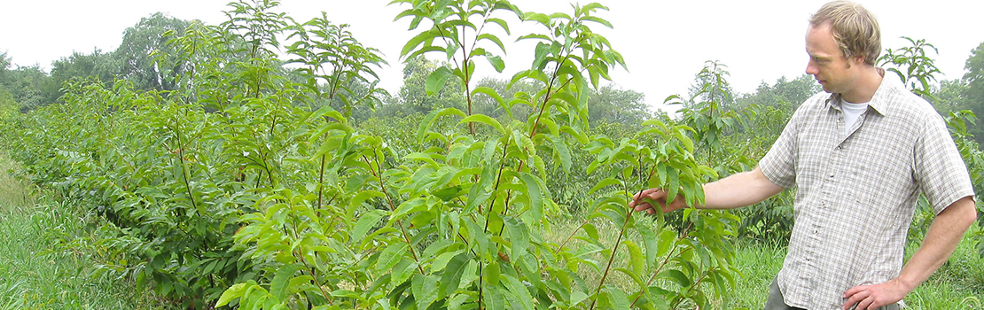 Dr. Doug Jacobs examining a chestnut tree, Forest Ecology, Silviculture & Soils Laboratory (FESSL).