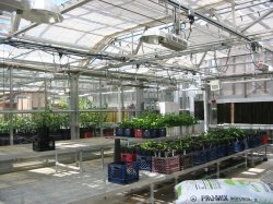 Inside two greenhouses at the John S. Wright Center