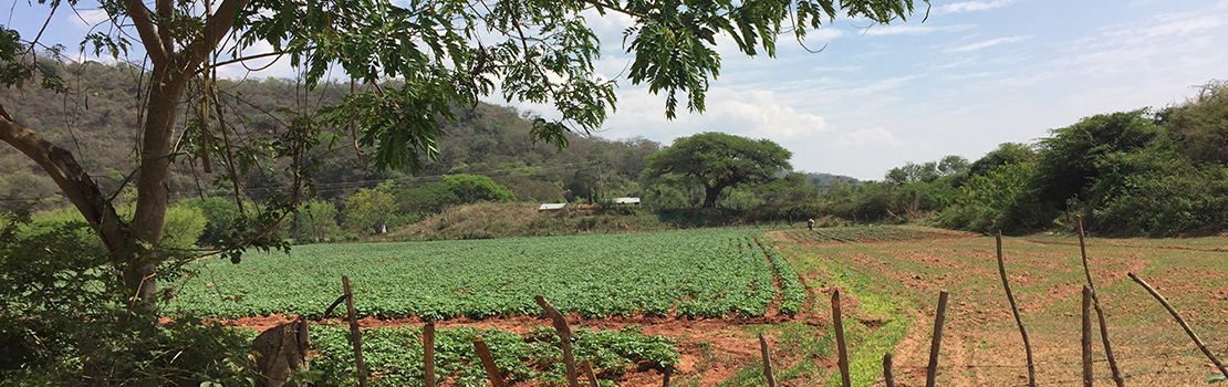 International crop, Natural Resource Social Science.