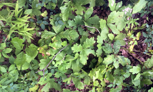 Factors Affecting Regeneration of Hard Mast Species in the Central Hardwood Region project, photo of forest groundcover.