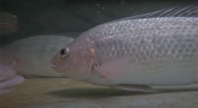 Fish farm tilapia swimming in tank, Zero-Waste Aquaponics Project USDA Grant Funded.