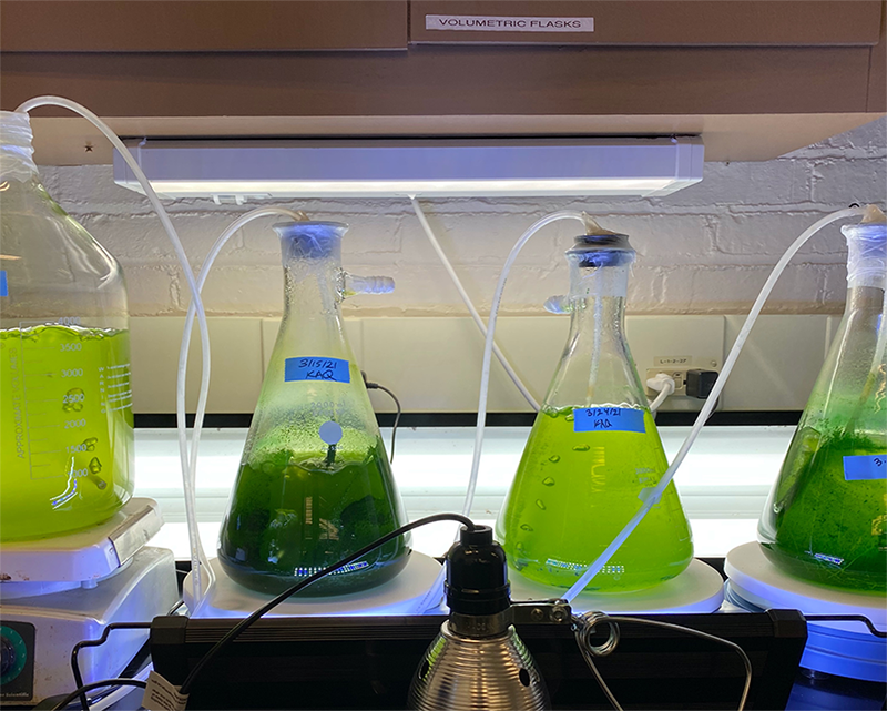 Aquatic Community Ecology Lab