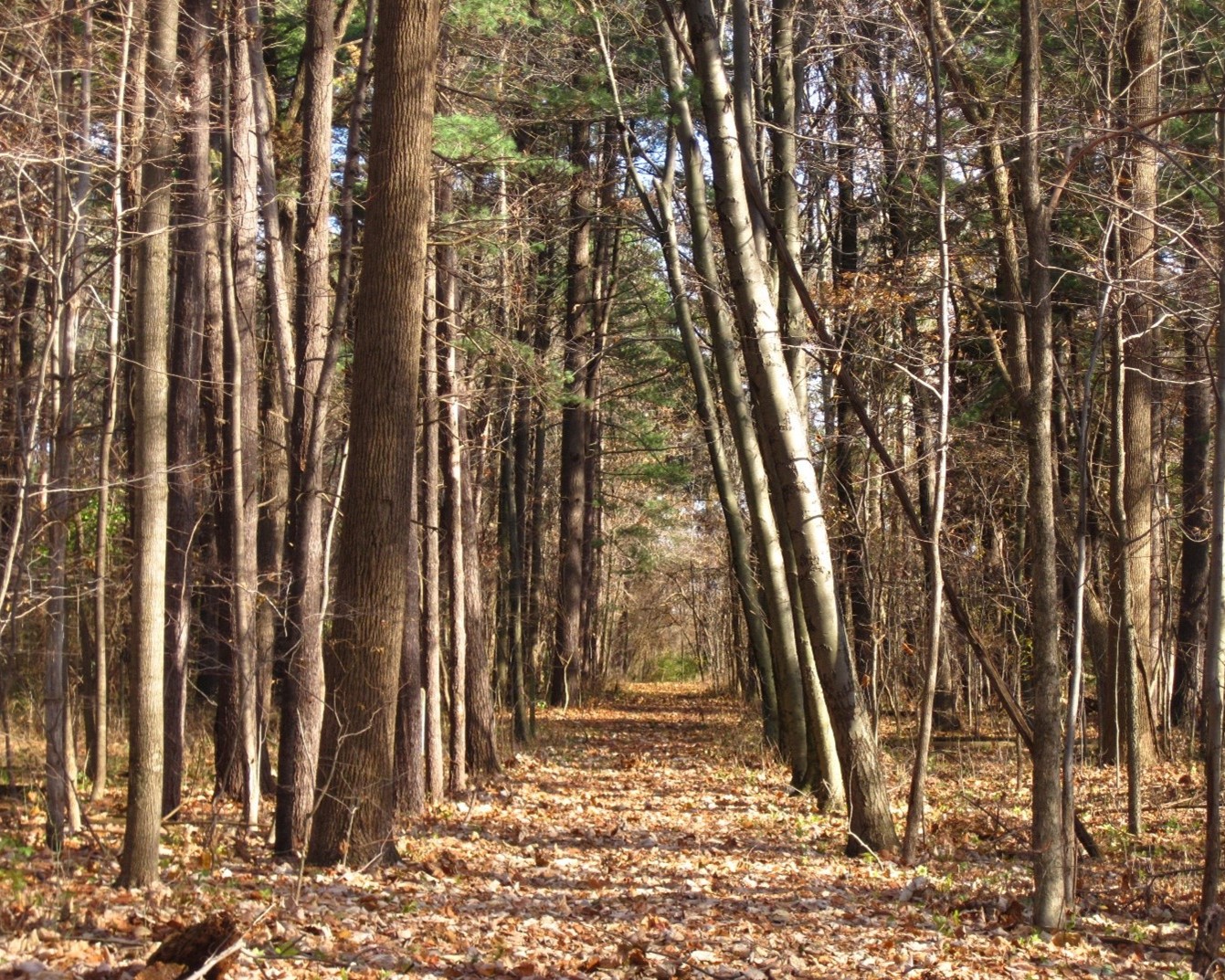 Cunningham forest tree line