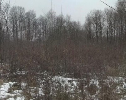 Darlington Woods trees without leaves