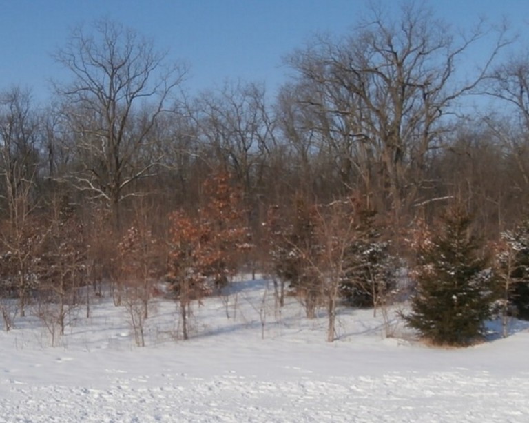 Davis PAC snowy forest
