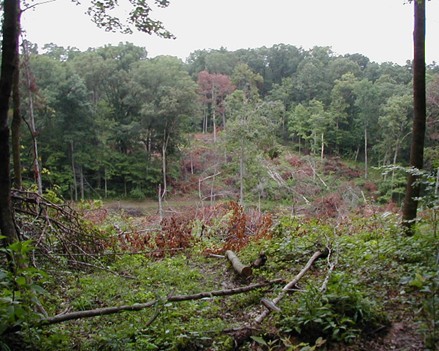 Feldun PAC fallen trees