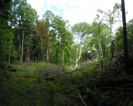 Forest covered in green leaves