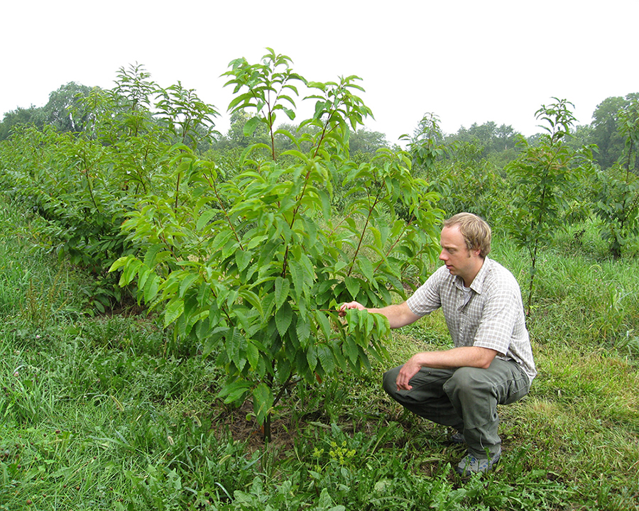 Forest Ecology, Silviculture and Soils Lab