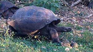galapagos-giant-tortoise.jpg