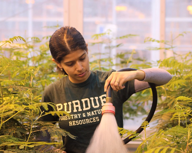 Student watering aracia Koa trees, Genomics Lab.